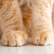 Image for article titled This One’s Just For The Foot Fetishists